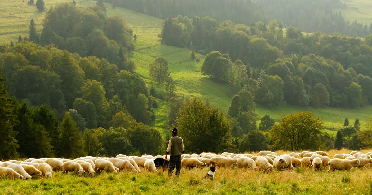 Um pastor de costas, com seu cão, diante de um rebanho de ovelhas pastando num vale verde.